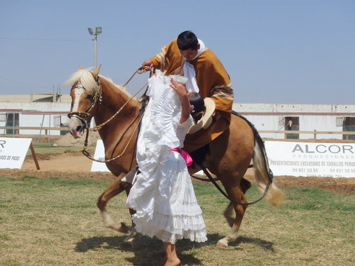 Peruvian Step Horse Show.